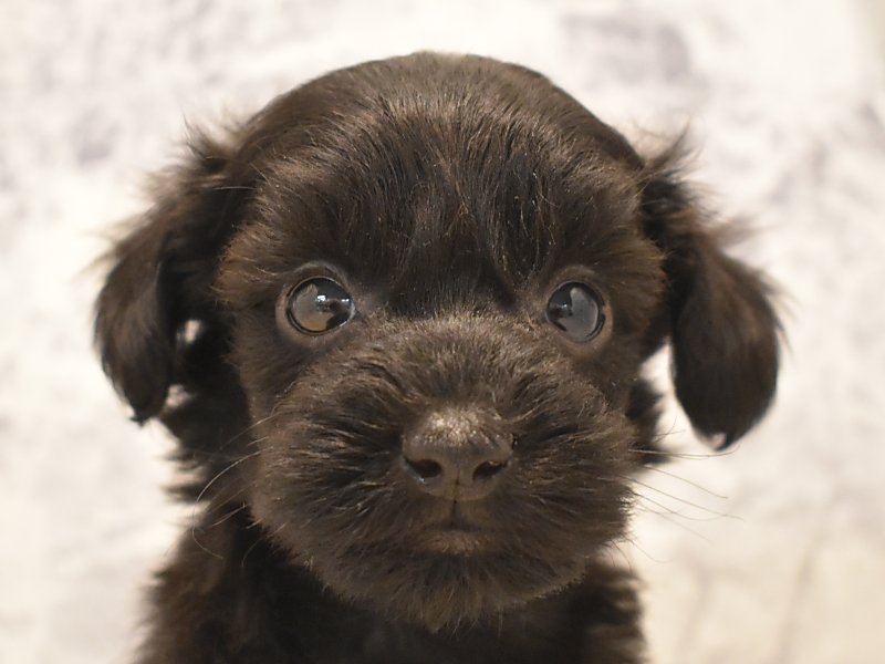大阪府のハーフ犬 (ワンラブパンジョ泉北店/2024年2月8日生まれ/女の子/ブラック)の子犬