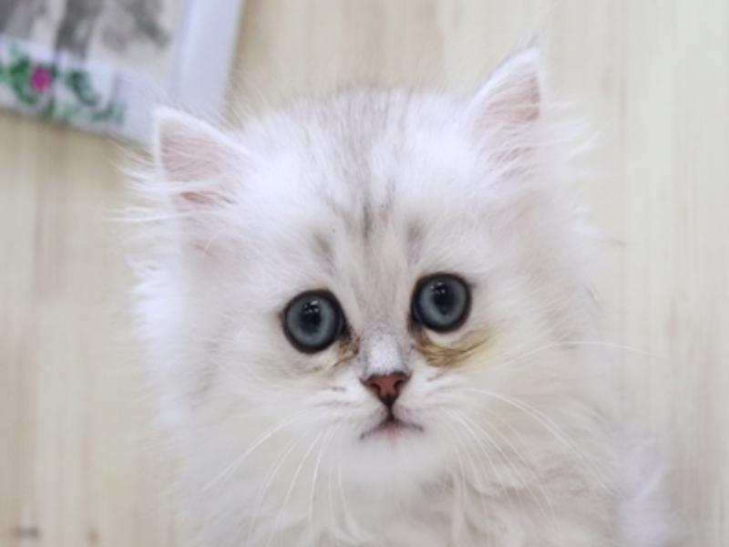 愛知県のペルシャ (ワンラブヨシヅヤ名古屋名西店/2024年2月11日生まれ/女の子/チンチラシルバー)の子猫