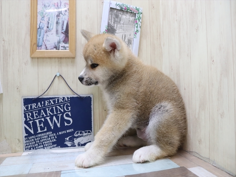 2024年2月10日生まれの秋田犬の3枚目の写真