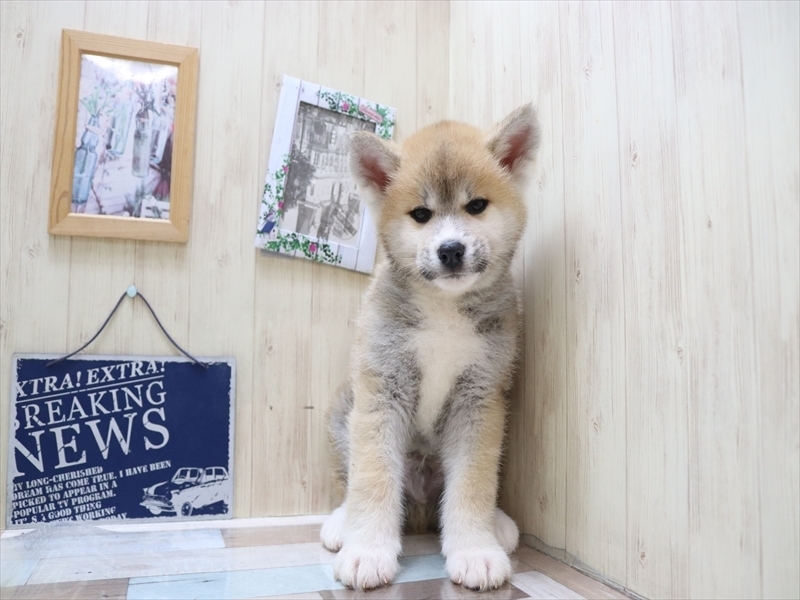 2024年2月10日生まれの秋田犬の2枚目の写真