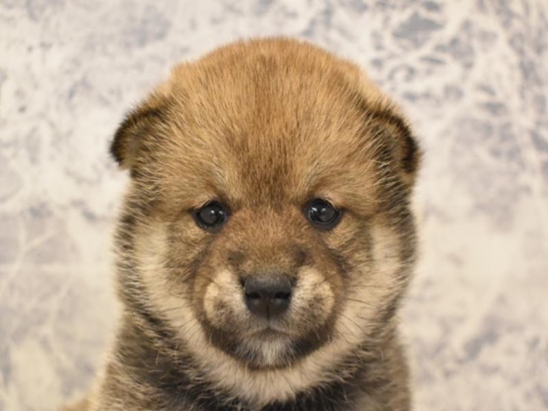 青森県の柴犬(標準サイズ) (ワンラブエルムの街店/2024年2月9日生まれ/女の子/赤)の子犬