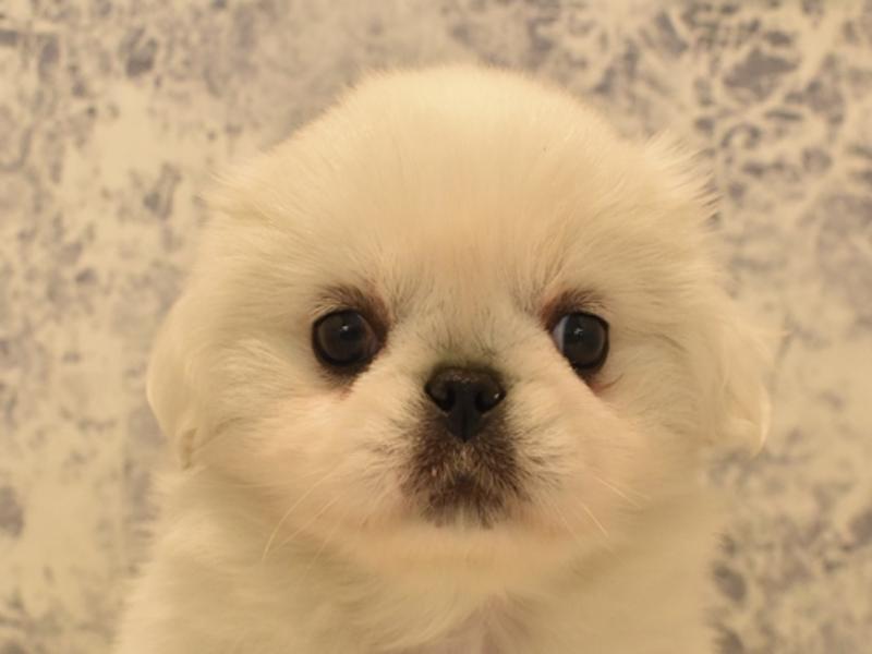 和歌山県のペキニーズ (ワンラブイズミヤ和歌山店/2024年2月10日生まれ/女の子/ホワイト)の子犬
