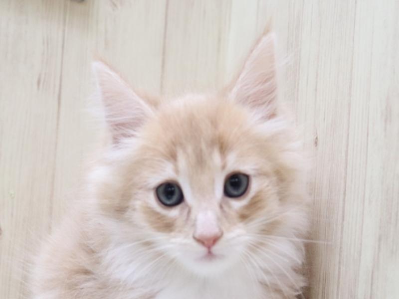 富山県のノルウェージャンフォレストキャット (ワンラブ富山ファボーレ店/2024年2月12日生まれ/男の子/クリームタビーホワイト)の子猫