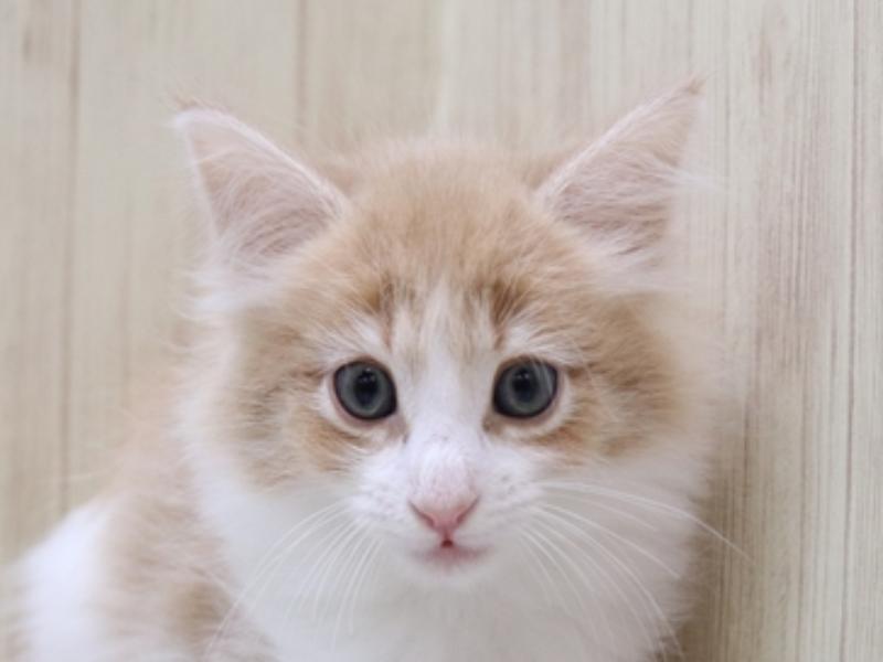 愛知県のノルウェージャンフォレストキャット (ワンラブ中部統括管理センター（D３）/2024年2月12日生まれ/女の子/クリームタビーホワイト)の子猫