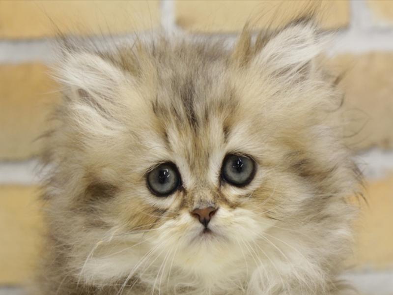 広島県のペルシャ (ワンラブTHE OUTLETS HIROSHIMA店/2024年2月12日生まれ/女の子/チンチラゴールデン)の子猫