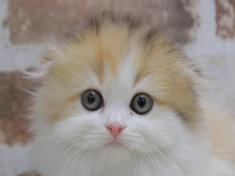 北海道のスコティッシュフォールド (ワンラブイオン 石狩緑苑台店/2024年2月12日生まれ/女の子/ブラウンパッチドタビーホワイト)の子猫