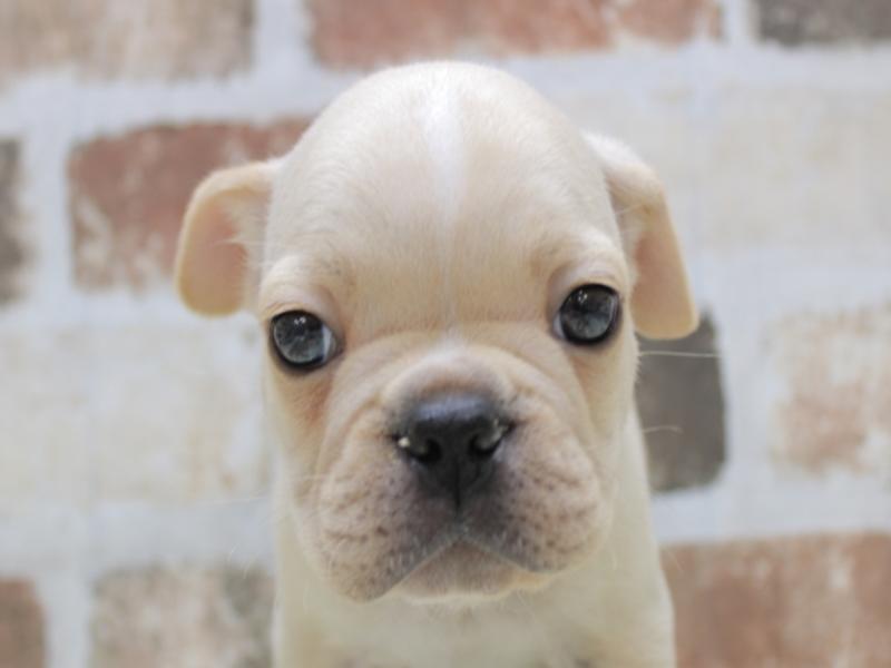 2024年2月9日生まれのハーフ犬の1枚目の写真