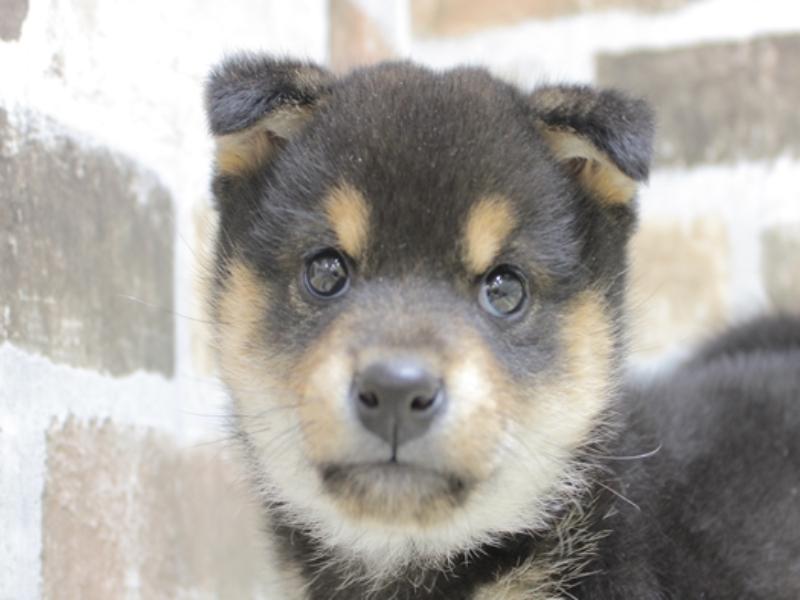 岐阜県の柴犬(標準サイズ) (ワンラブホームセンターバロー正木店/2024年2月14日生まれ/女の子/黒)の子犬