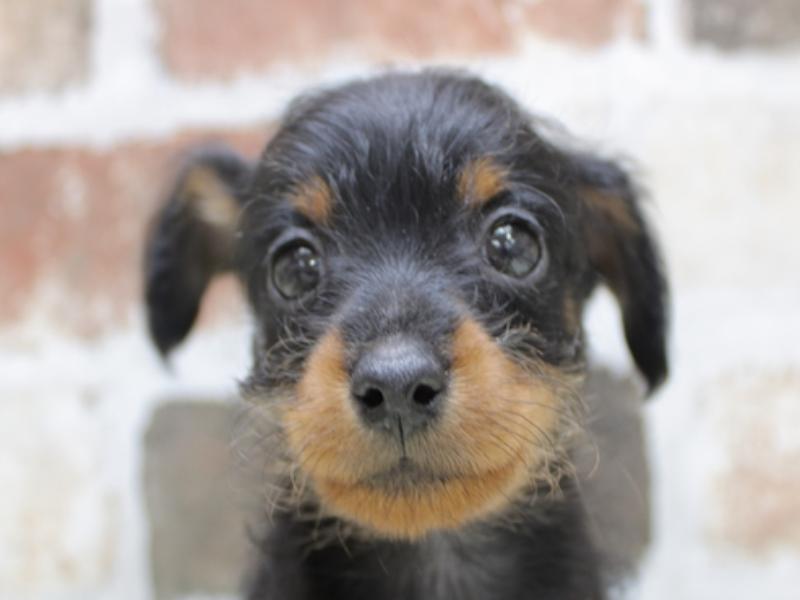 愛知県のハーフ犬 (ワンラブペッツビレッジ アピタ刈谷店/2024年2月14日生まれ/女の子/ブラックタン)の子犬