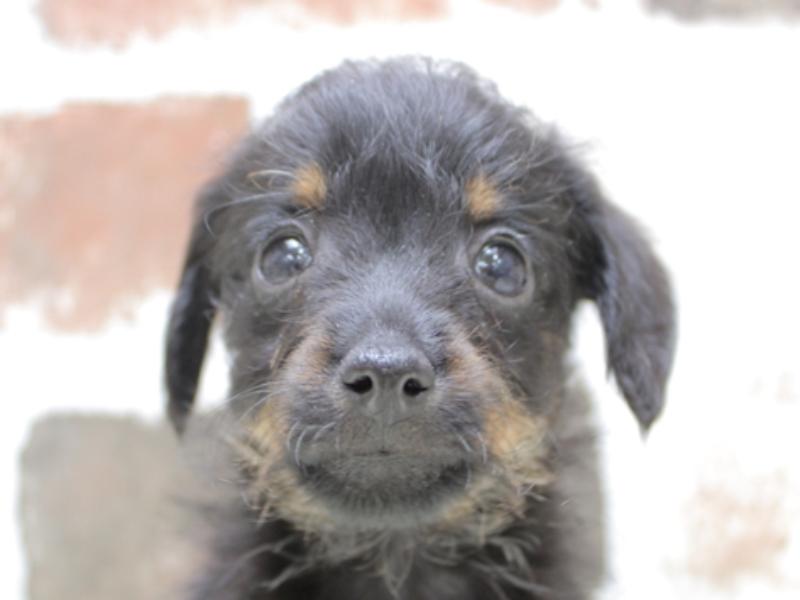 愛知県のハーフ犬 (ワンラブコメリパワー中志段味店/2024年2月14日生まれ/女の子/ブラックタン)の子犬