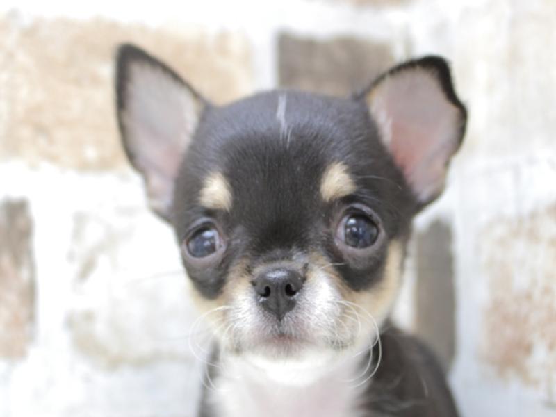和歌山県のチワワ(ロング) (ワンラブイズミヤ和歌山店/2024年2月14日生まれ/女の子/ブラックタンホワイト)の子犬