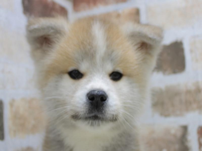 2024年1月30日生まれの秋田犬の1枚目の写真
