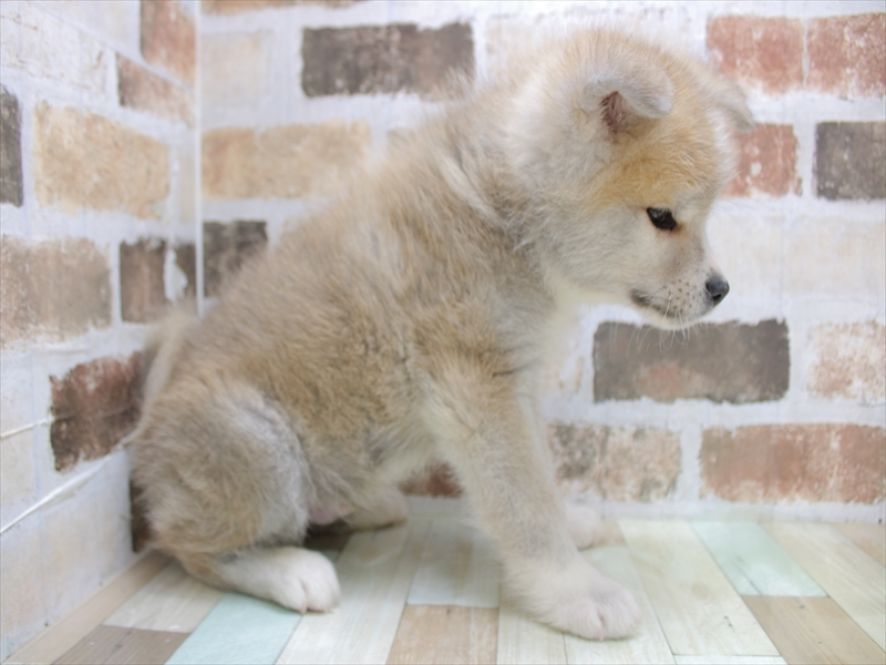 2024年1月30日生まれの秋田犬の3枚目の写真