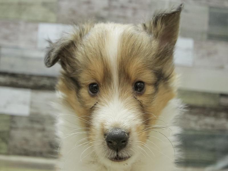 愛知県のシェットランドシープドッグ (ワンラブイオンモール常滑店/2024年2月15日生まれ/男の子/セーブルホワイト)の子犬