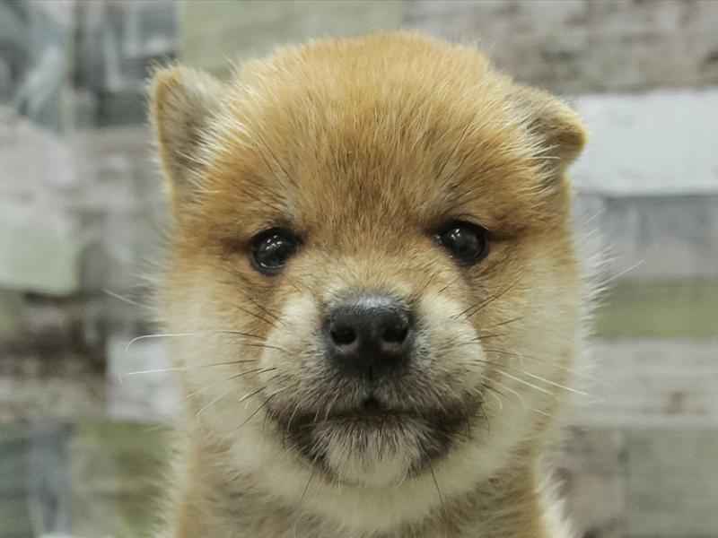 2024年2月11日生まれの柴犬(標準サイズ)の1枚目の写真
