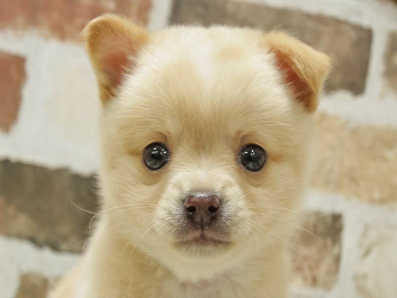 岐阜県のハーフ犬 (ワンラブモレラ岐阜店/2024年2月18日生まれ/男の子/白)の子犬