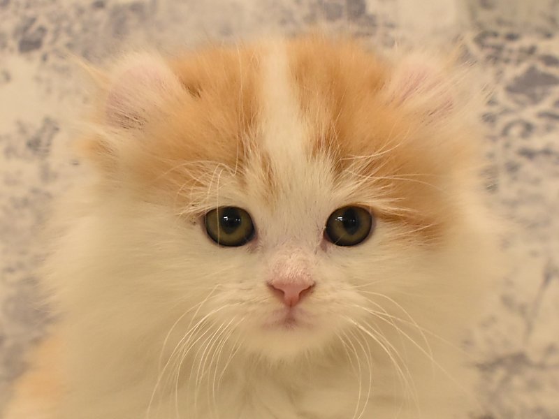 神奈川県のアメリカンカール (ワンラブCoaska Bayside横須賀店/2024年2月17日生まれ/女の子/レッドホワイト)の子猫