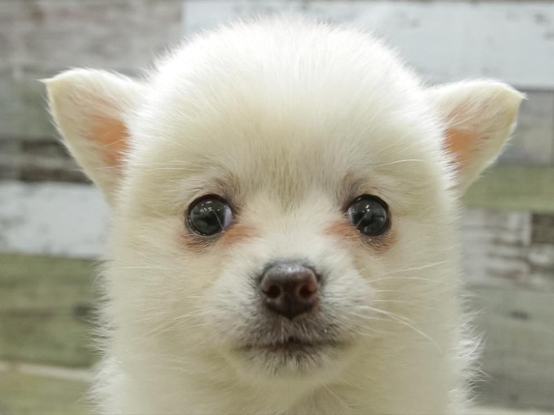 愛知県のハーフ犬 (ワンラブペッツビレッジ アピタ刈谷店/2024年2月16日生まれ/女の子/白)の子犬