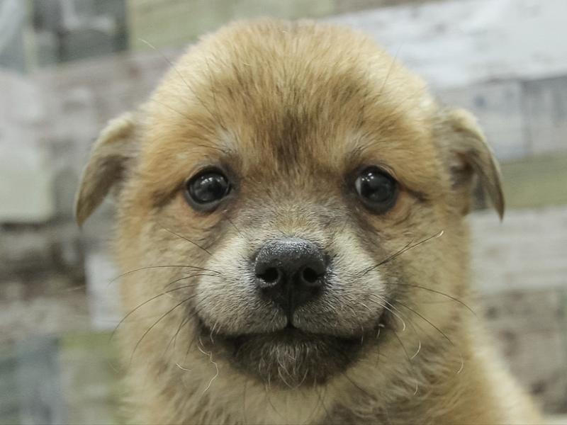 岐阜県のハーフ犬 (ワンラブMEGA ドン・キホーテ瑞穂店/2024年2月16日生まれ/女の子/赤)の子犬