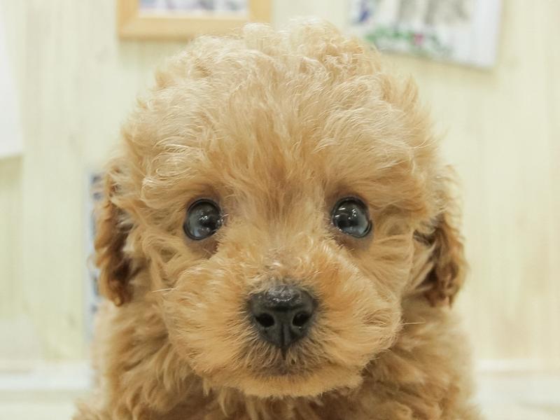静岡県のトイプードル(トイ) (ワンラブ静岡PARCO店/2024年2月14日生まれ/男の子/レッド)の子犬