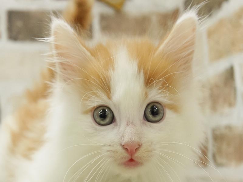 福岡県のノルウェージャンフォレストキャット (ワンラブ福岡総本店/2024年2月16日生まれ/男の子/レッドタビーホワイト)の子猫
