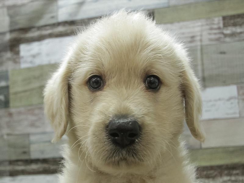 愛知県のハーフ犬 (ワンラブペッツビレッジ アピタ刈谷店/2024年2月16日生まれ/女の子/クリーム)の子犬