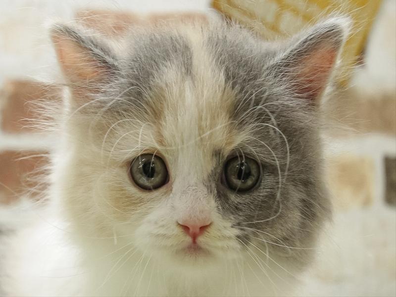 静岡県のブリティッシュロングヘアー (ワンラブ静岡PARCO店/2024年2月18日生まれ/女の子/ダイリュートキャリコ)の子猫