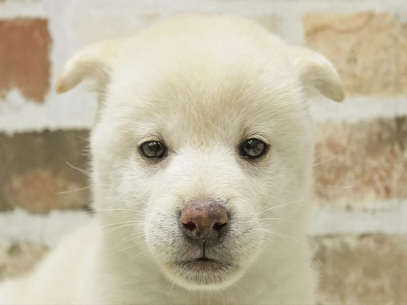 2024年2月18日生まれの柴犬(標準サイズ)の1枚目の写真