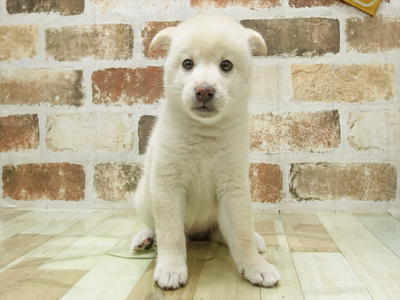 2024年2月18日生まれの柴犬(標準サイズ)の3枚目の写真