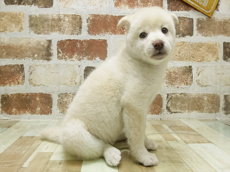 2024年2月18日生まれの柴犬(標準サイズ)の2枚目の写真