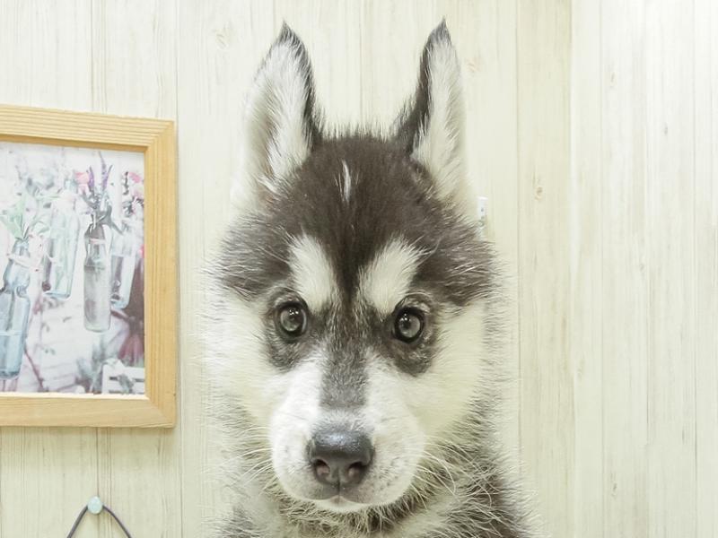 愛知県のシベリアンハスキー (ワンラブカインズ小牧店/2024年2月17日生まれ/女の子/ブラックホワイト)の子犬
