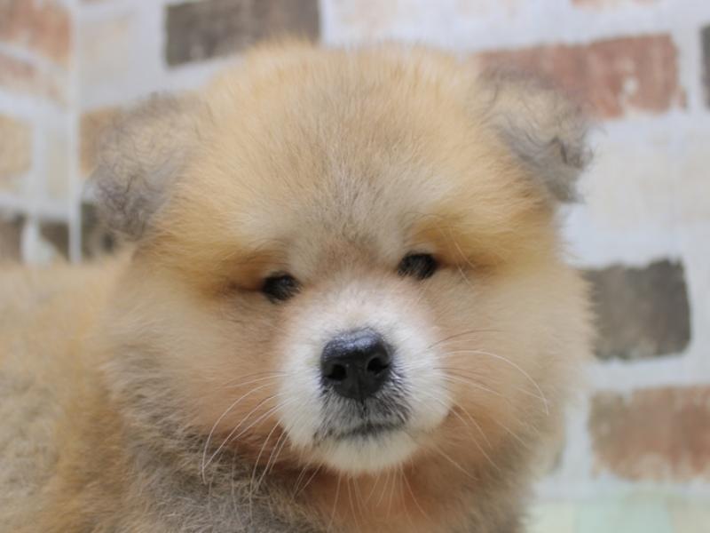 2024年2月17日生まれの秋田犬の1枚目の写真
