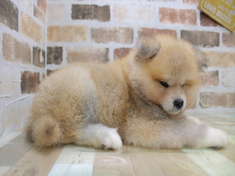 2024年2月17日生まれの秋田犬の3枚目の写真