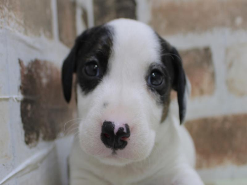 滋賀県のハーフ犬 (ワンラブカインズ甲賀店/2024年2月19日生まれ/男の子/ホワイトブラックタン)の子犬