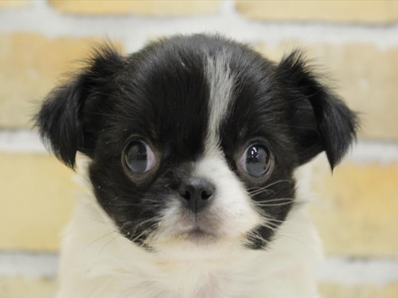 福岡県のハーフ犬 (ワンラブイオン戸畑店/2024年2月18日生まれ/男の子/ブラックホワイト)の子犬