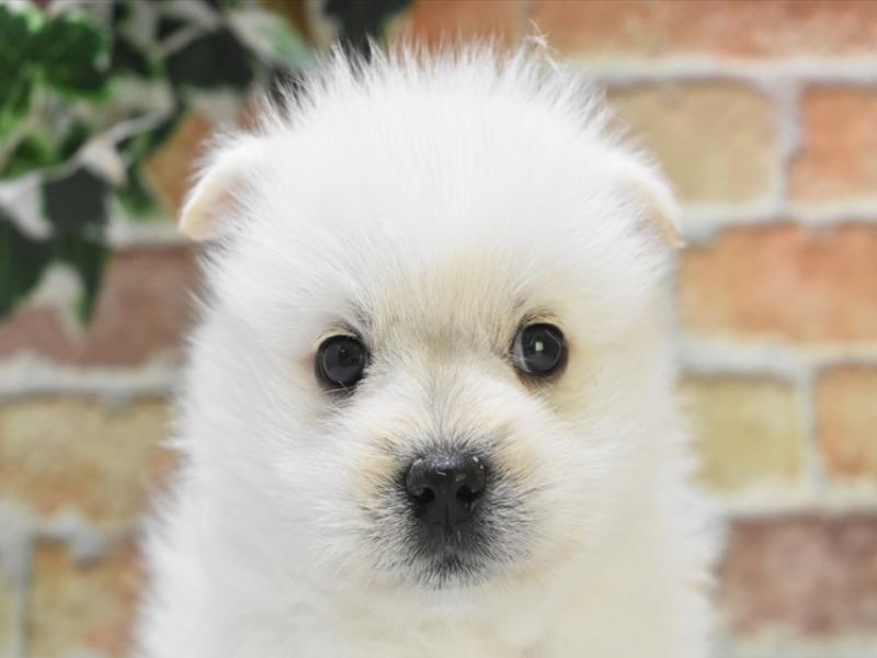 福井県のハーフ犬 (ワンラブフレンドタウン福井店/2024年2月20日生まれ/男の子/ホワイト)の子犬