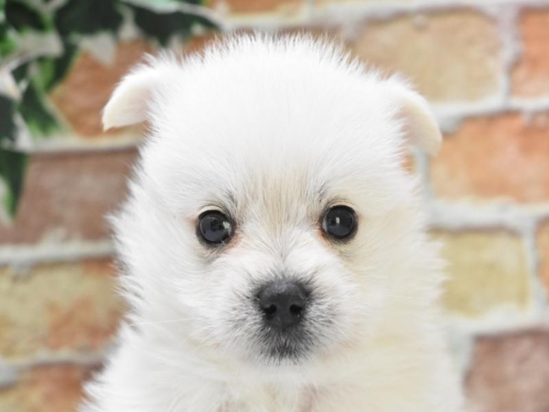 京都府のハーフ犬 (ワンラブMOMOテラス店/2024年2月20日生まれ/男の子/ホワイト)の子犬