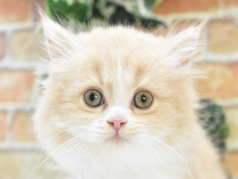 埼玉県のスコティッシュフォールド (ワンラブアリオ川口店/2024年2月18日生まれ/女の子/クリームホワイト)の子猫