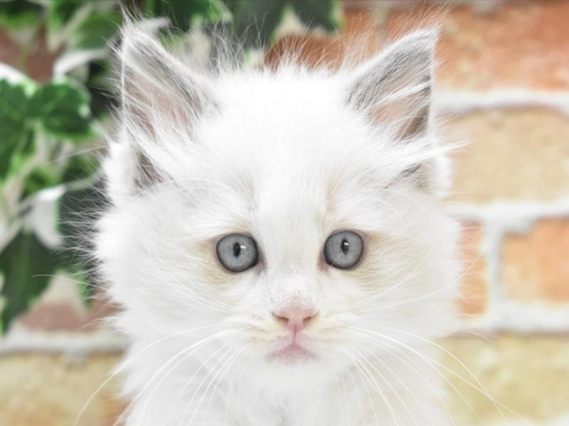 神奈川県のラグドール (ワンラブLICOPA 川崎店/2024年2月17日生まれ/男の子/ブルーポイントバイカラー)の子猫