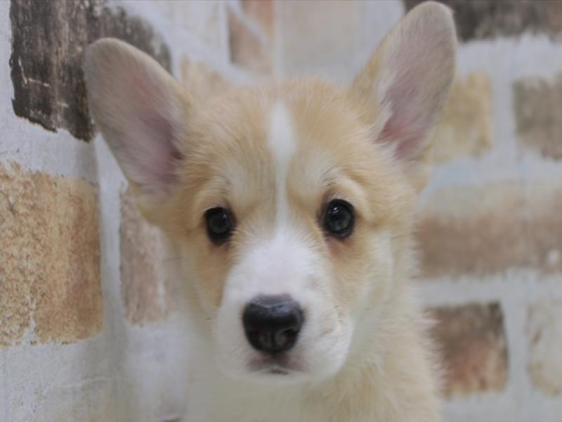 奈良県のウェルシュコーギーペンブローク (ワンラブミ・ナーラ奈良店/2024年2月21日生まれ/女の子/レッドホワイト)の子犬