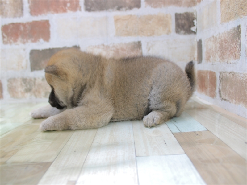 2024年2月21日生まれの柴犬(標準サイズ)の3枚目の写真