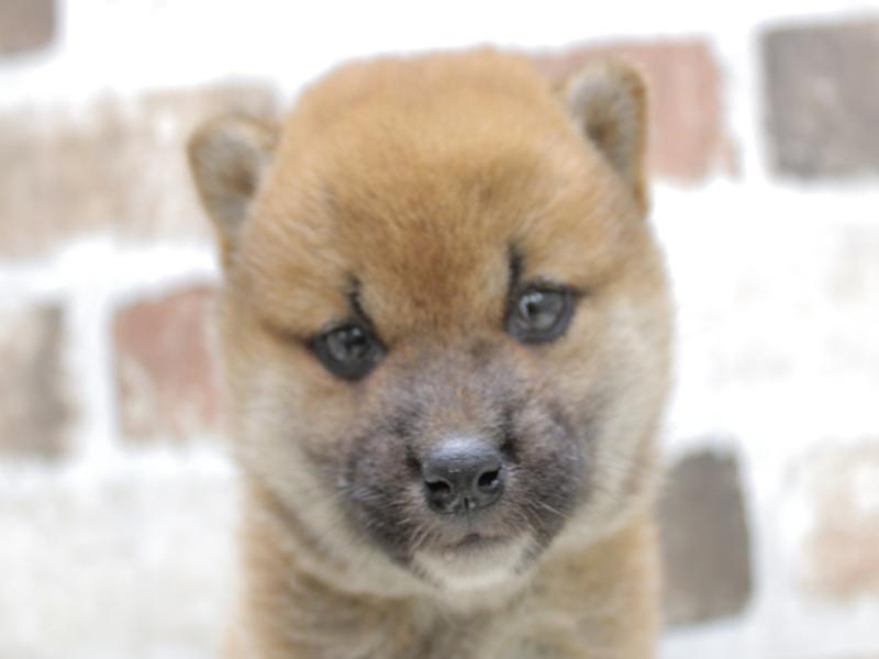 愛知県の柴犬(標準サイズ) (ワンラブヨシヅヤ名古屋名西店/2024年2月22日生まれ/女の子/赤)の子犬