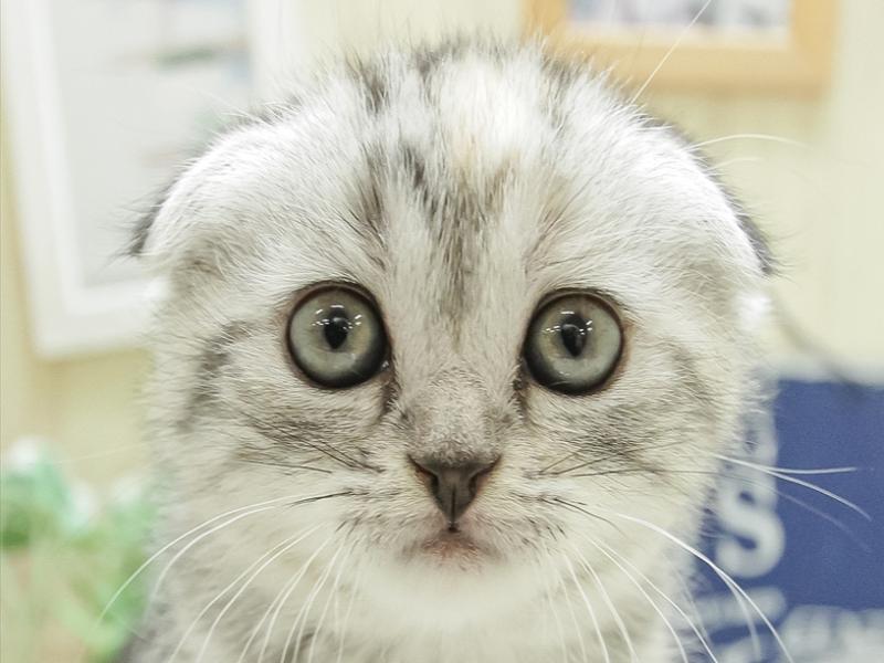 愛知県のスコティッシュフォールド (ワンラブカインズ小牧店/2024年2月25日生まれ/女の子/シルバーパッチドタビー)の子猫