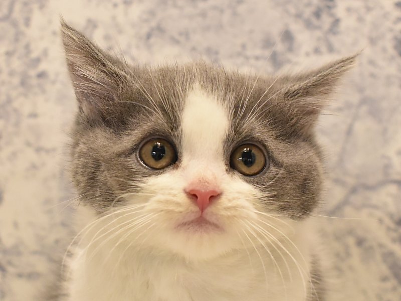 静岡県のマンチカン (ワンラブカインズ伊東店/2024年2月22日生まれ/男の子/ブルーホワイト)の子猫