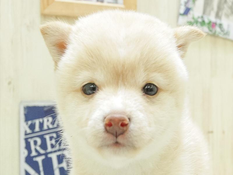 愛知県の豆柴 (ワンラブイオンモール常滑店/2024年2月24日生まれ/女の子/白)の子犬