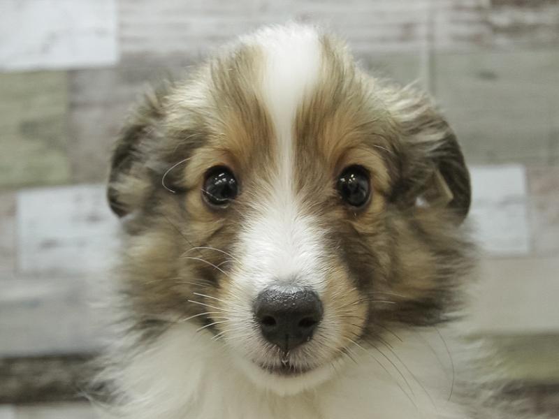 富山県のシェットランドシープドッグ (ワンラブ富山ファボーレ店/2024年2月23日生まれ/男の子/セーブルホワイト)の子犬