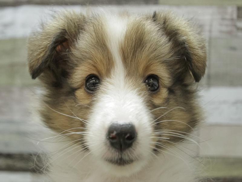岐阜県のシェットランドシープドッグ (ワンラブモレラ岐阜店/2024年2月23日生まれ/女の子/セーブルホワイト)の子犬