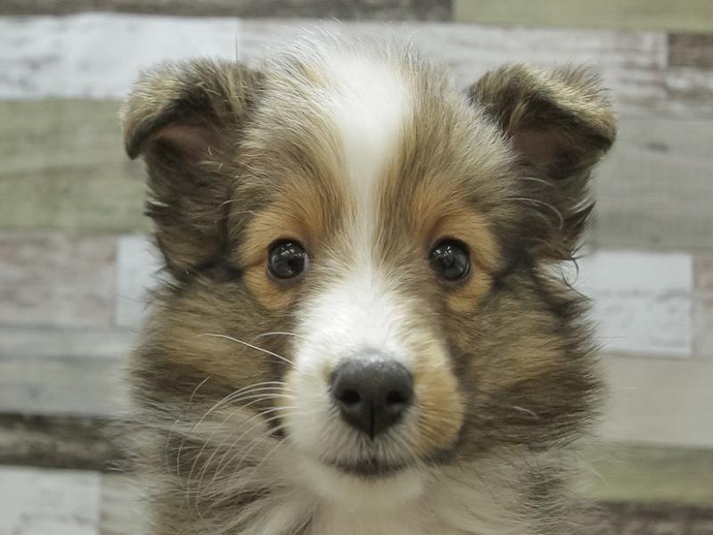 広島県のシェットランドシープドッグ (ワンラブ呉焼山店/2024年2月23日生まれ/女の子/セーブルホワイト)の子犬