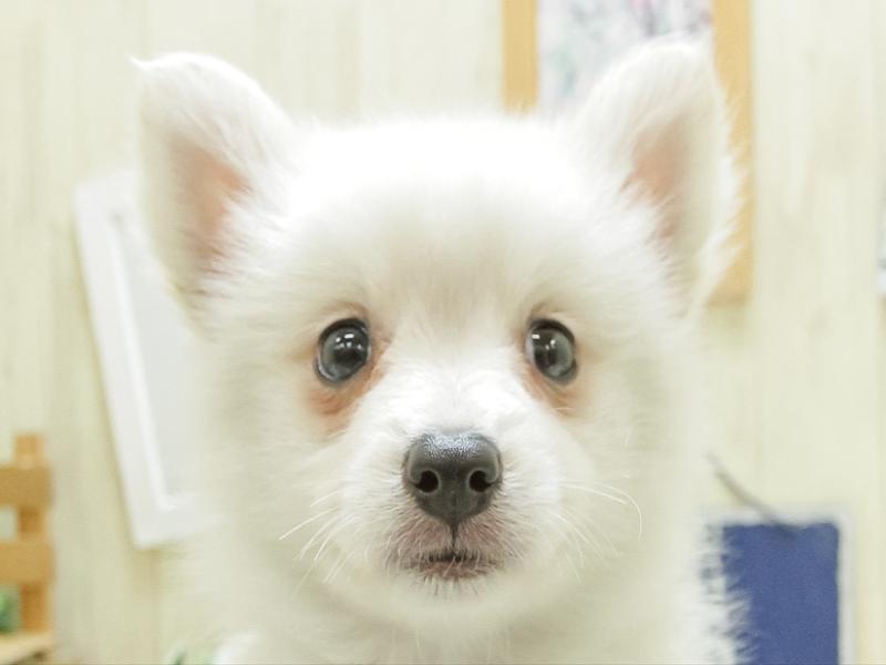 愛知県の日本スピッツ (ワンラブペッツビレッジ アピタ木曽川店/2024年2月20日生まれ/男の子/ホワイト)の子犬