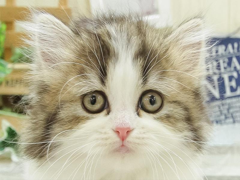 広島県のフォールデックス (ワンラブカインズ広島LECT店/2024年2月24日生まれ/女の子/ブラウンタビーホワイト)の子猫